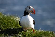 Papageitaucher (16 von 20).jpg